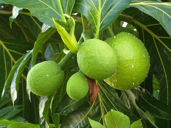Sering Dianggap Buah Kampung, Pakar Sebut Sukun Bisa Jadi Superfood Masa Depan