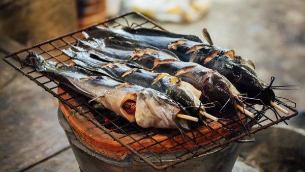 Hukum Makan Ikan Lele yang Diberi Pakan Bangkai atau Kotoran Manusia