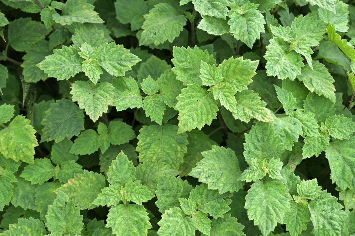 Nilam Aceh Miliki Potensi Besar untuk Bahan Skincare