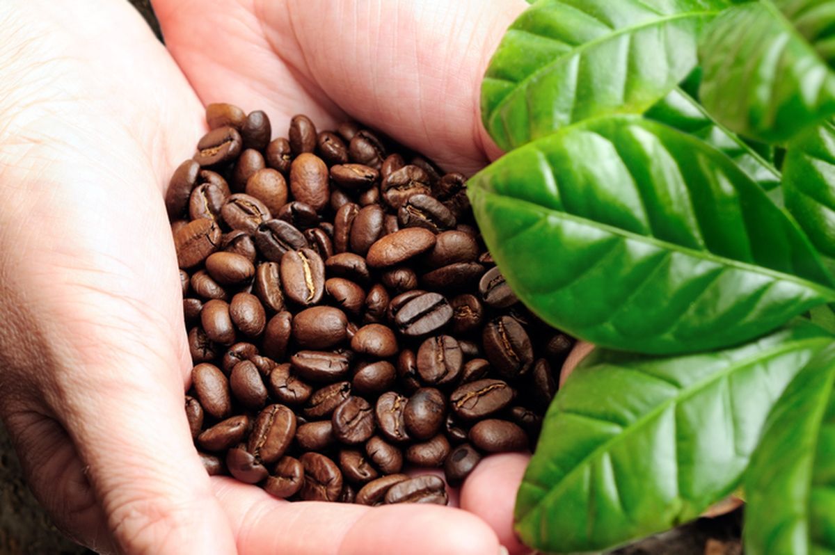 Kopi Gayo Aceh Jadi Nomor 1 Terbaik di Asia, Ke-5 di Dunia